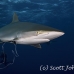 shark_silky_far_jar_h_0140_cub1418.jpg